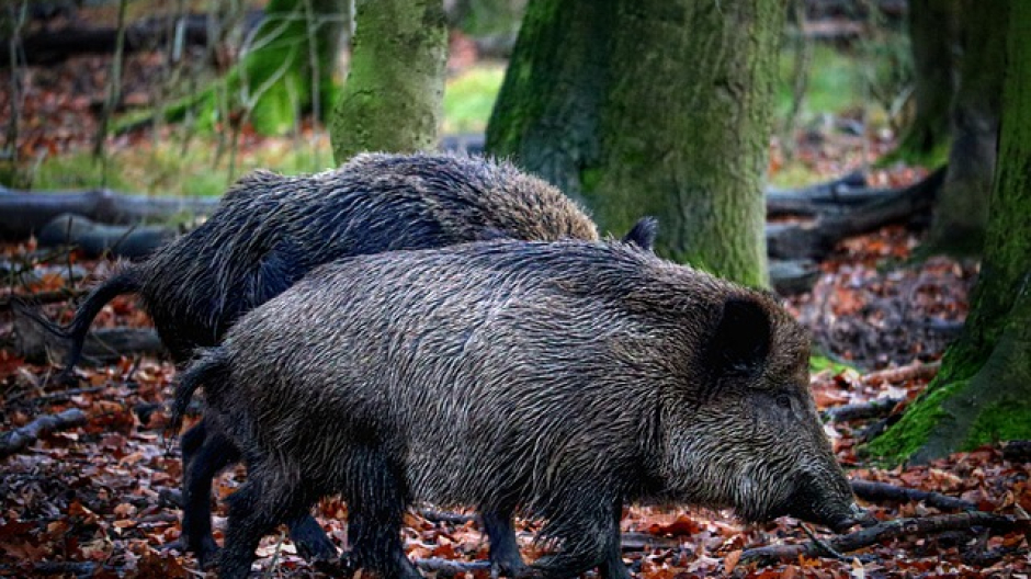 Peste suina, le province di Novara e Vercelli tornano in zona indenne
